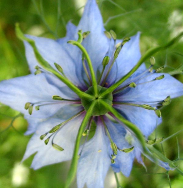 Like this favourite blue Nigella. Like this favourite blue Nigella.