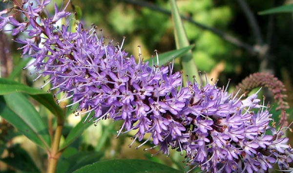  There is a hebe in flower every month of the gardening year. 