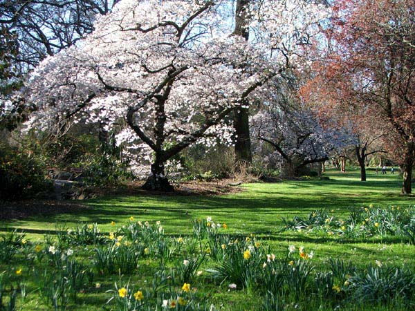  These cherry trees are quite old. 