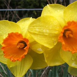  Strong, proper daffodil colours - I love them.  