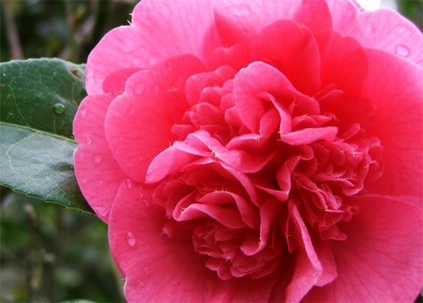  Beautiful deep pink flowers which reach to the blue spring skies. 