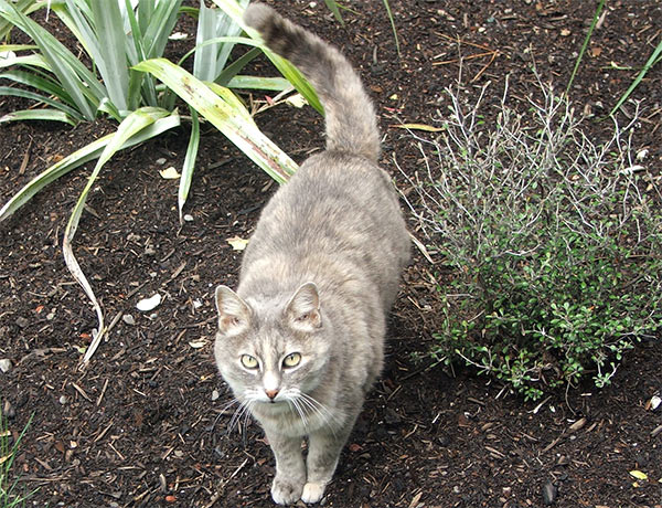  Jerome the cat enjoying the warmth of the freshly spread compost. 