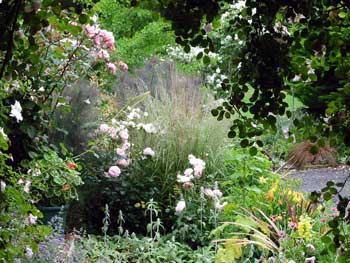  Nancy Steen and Compassion roses surrounded by mixed plantings. 