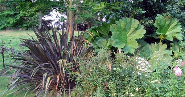  These two large plants are well balanced neighbours. 