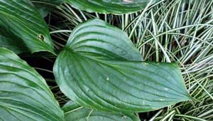  A pleasing combination of green foliage. 