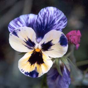  Pansy flower face showing its mixed parentage. 