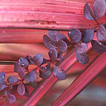  Berberis in front of a small red flax. 