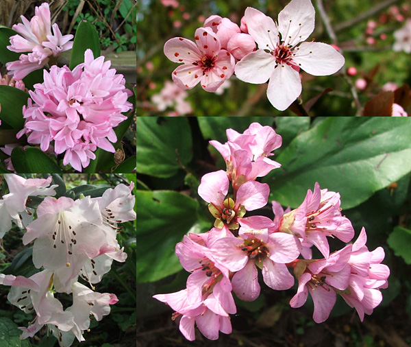  Hyacinth, prunus blossom, Bergenia, and rhododendron Graham. 