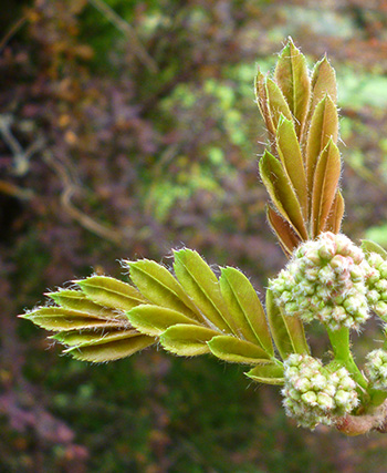  Which tree or shrub?  