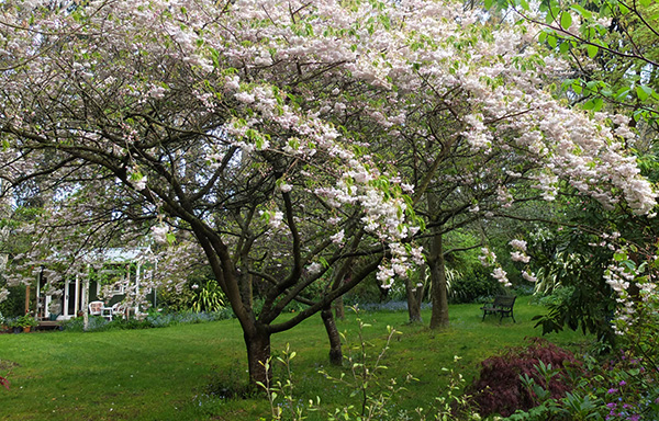  Flowering cherry trees. 