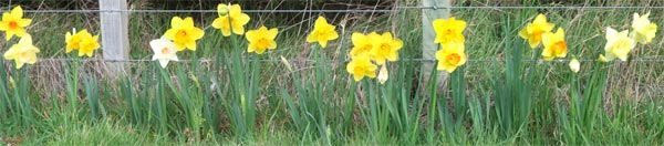  A lovely sight in spring - pity they only cover a third of the fence! 