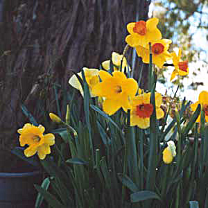  David Bell was a famous New Zealand daffodil hybridiser. 