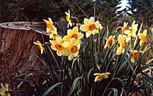  More daffodils in Middle Border. 