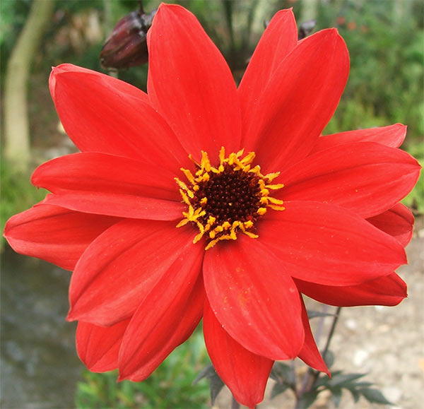  The scarlet aristocrat - Bishop Llandalf. 