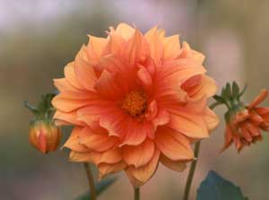 A beautiful soft orange colour. 