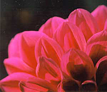  One of the large cherry dahlias. 