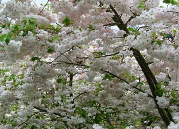  These two cherry trees are in the Pond paddock, and flower late in spring. 