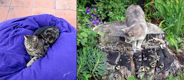  ...And a collection of poses from Sifter on his favourite purple corduroy beanbag and Jerome exploring a barely visible tree stump.