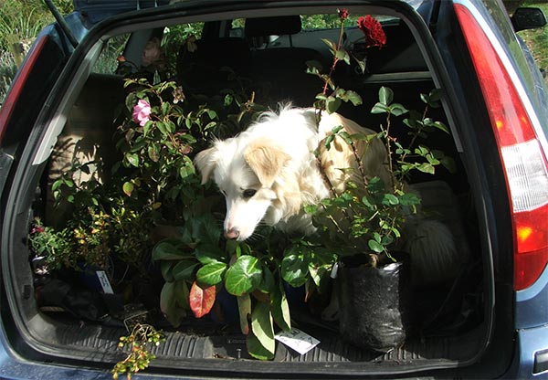  Rusty the dog is surrounded by plants. 