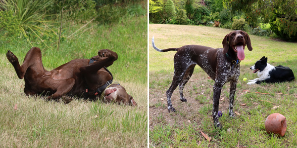  Esscher loves rolling down the grass slope. 