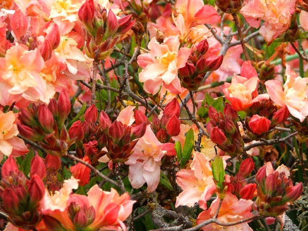  A beautiful double flowering Azalea. 