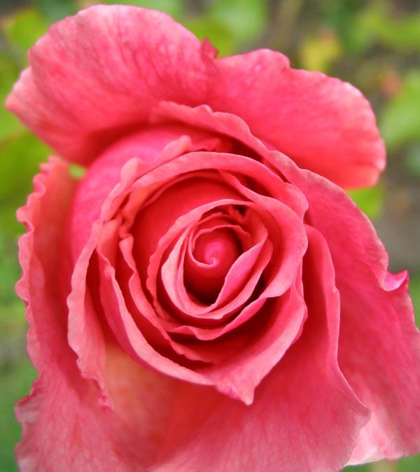 duet rose pink