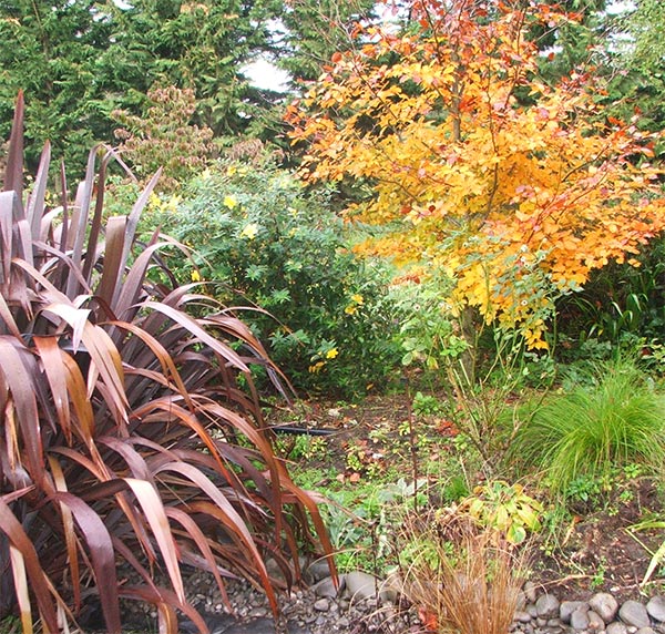  Big red flax, and a Copper Beech tree. 