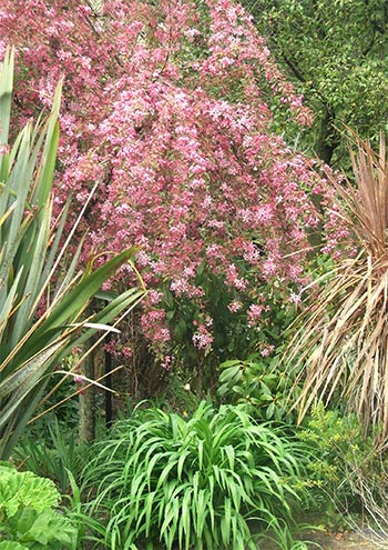  for different seasons. Crab-Apple trees are one of my top choices.