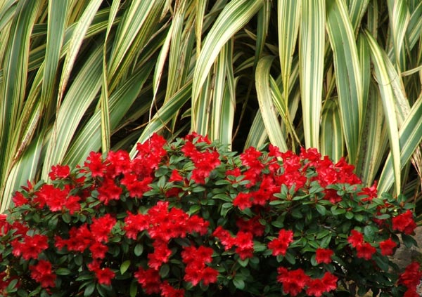  Photographed at Larnach Castle Garden. 