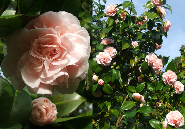  Pictures of two separate shrubs. They might be the same variety? 