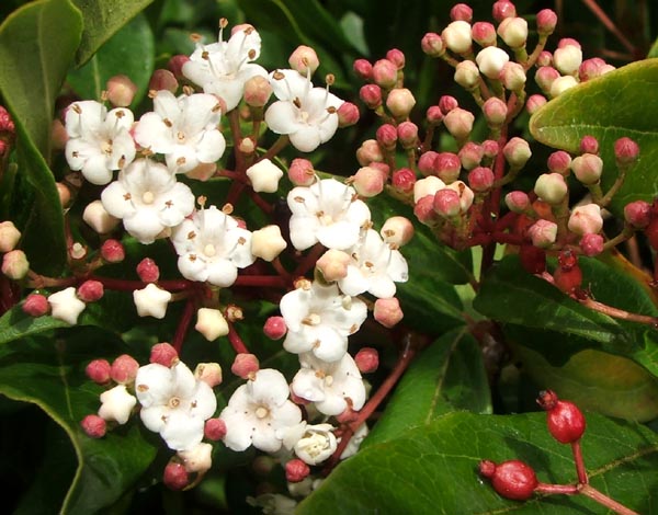  Pretty shrub! 