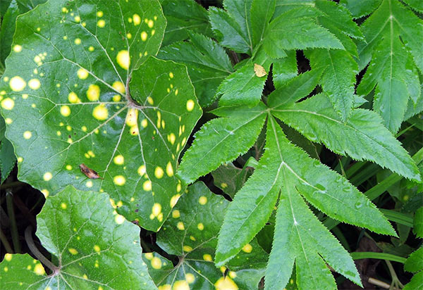  My spotty Ligularia next to Angelica Gigas 