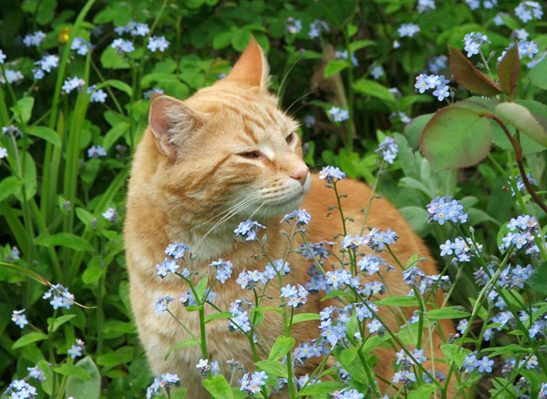  And Percy the ginger cat. 