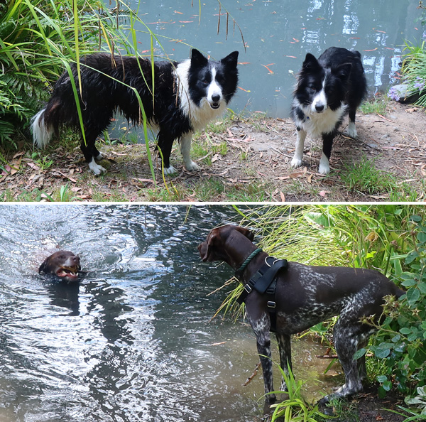  Escher is the swimming dog. 