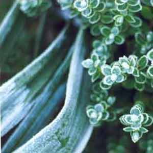 Hebes are pretty frost resistant though. Hebes are pretty frost resistant though.