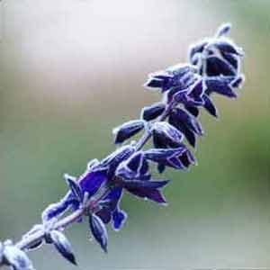 The trouble with Black Knight is that the flowers are so small, compared to the mass of greenery on the plant. The trouble with Black Knight is that the flowers are so small, compared to the mass of greenery on the plant.