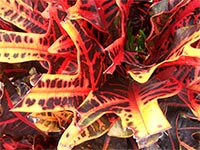 red 
codiaeum variegatum