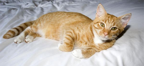  Dear little orange cat - we all miss him! 