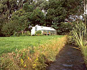  You can see the wattle trees in the background. 