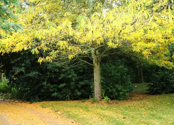  Leaving a golden carpet on the ground beneath. 