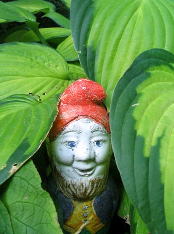 Gnome is pictured here with my very fabourite hosta. 