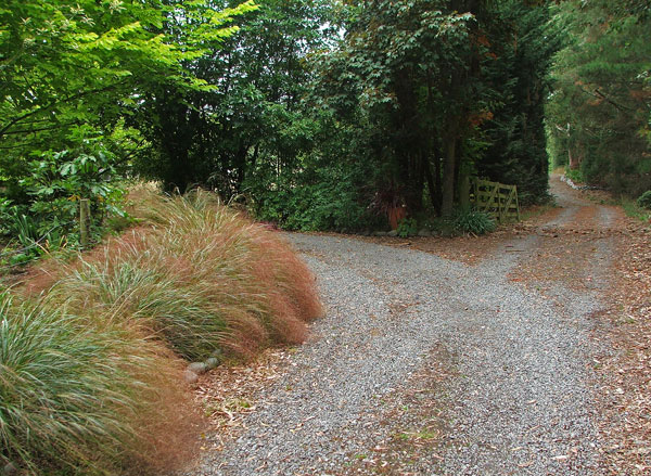  That beautiful feathery grass is Anemanthele lessoniana.  