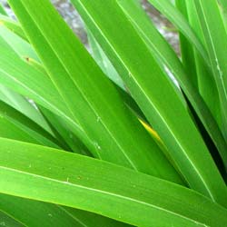  This Phormium Cookianum grows on the edge of the water race. 