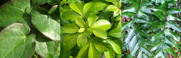  Various leaves. 