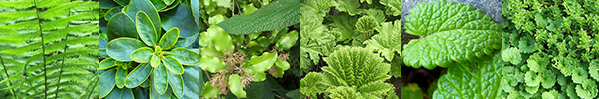  Fern, Rhododendron, Olearia, Gunnera, Assorted Leaves. 