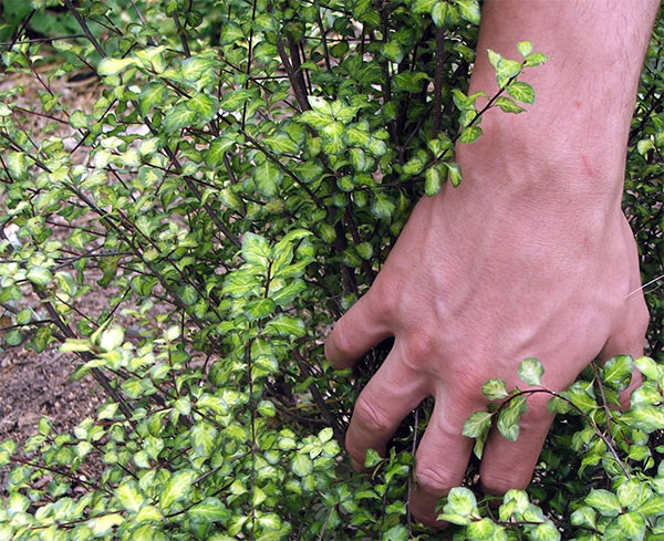  He has had plenty of Pittosporum planting practice. 