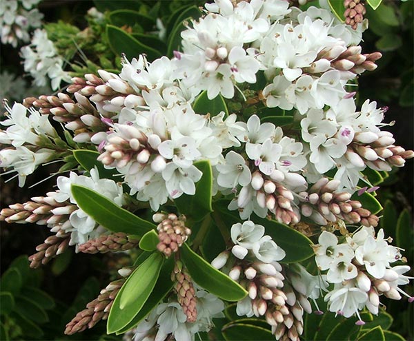  Hebes are lovely shrubs. 