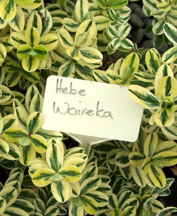  A good variegated Hebe, though it can be a little frost and snow tender. 