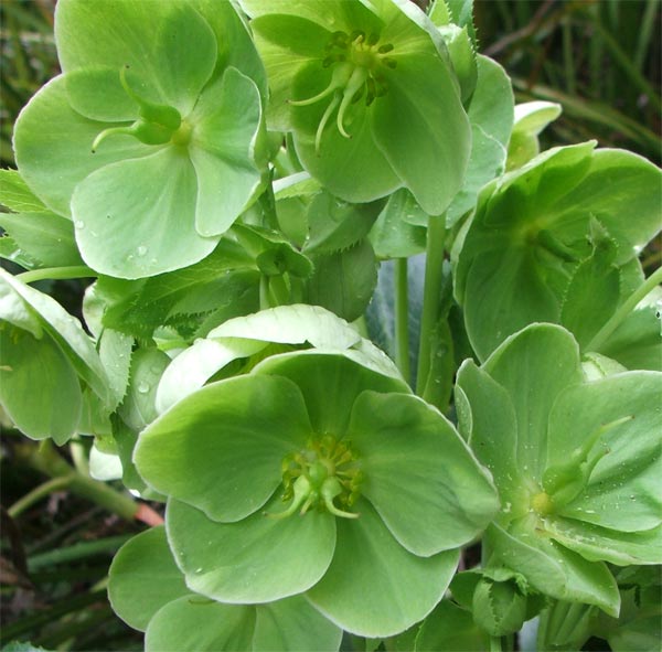 green hydrangea mannerism