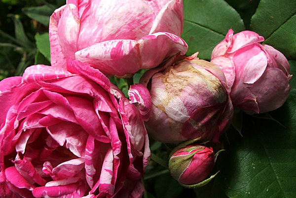  A beautiful striped rose. 